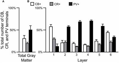 Laminar Distribution of Subsets of GABAergic Axon Terminals in Human Prefrontal Cortex